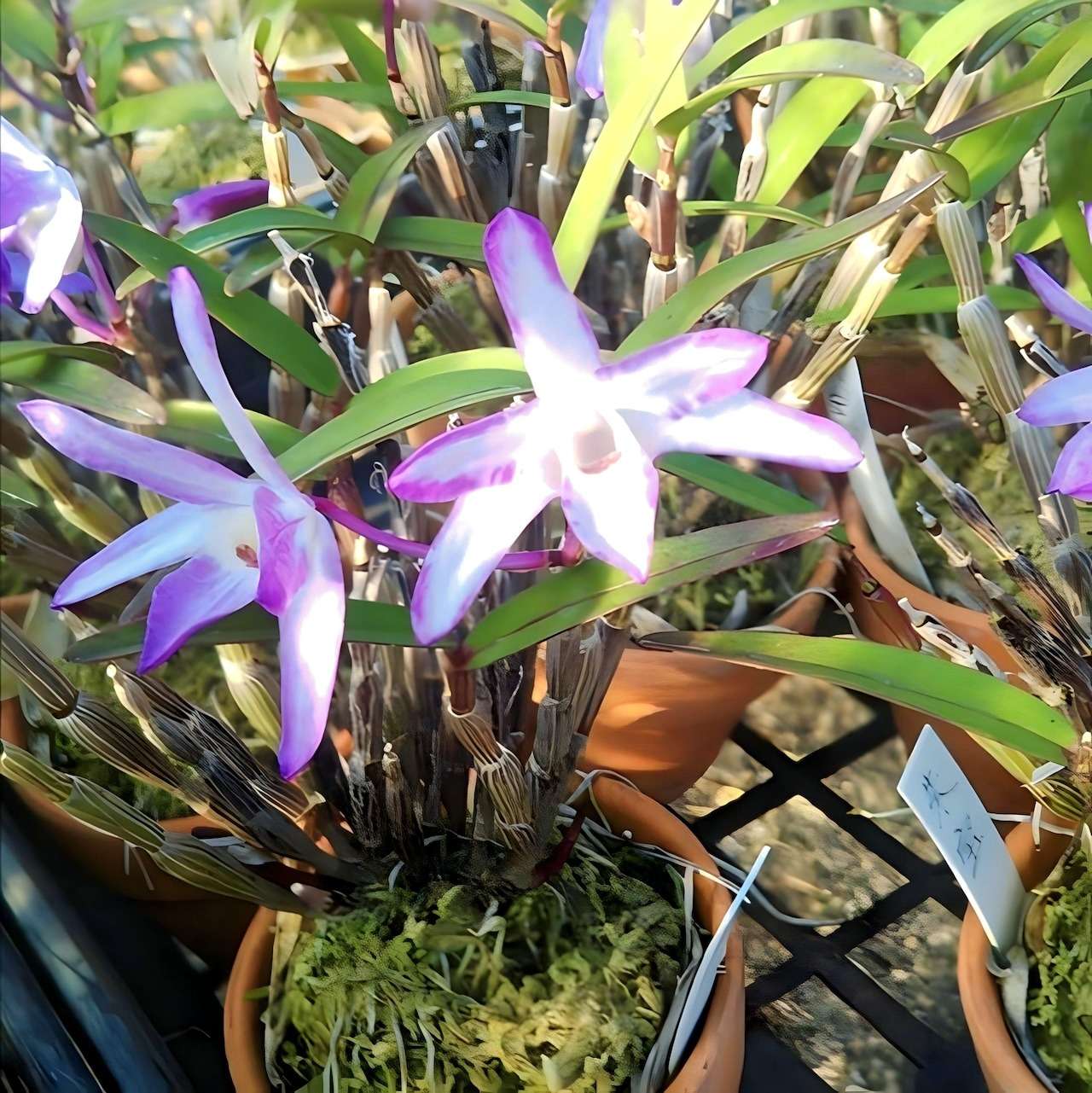 セッコク 赤花2鉢セット | ギャラリー | 大阪府藤井寺市の園芸店ならCOCORO