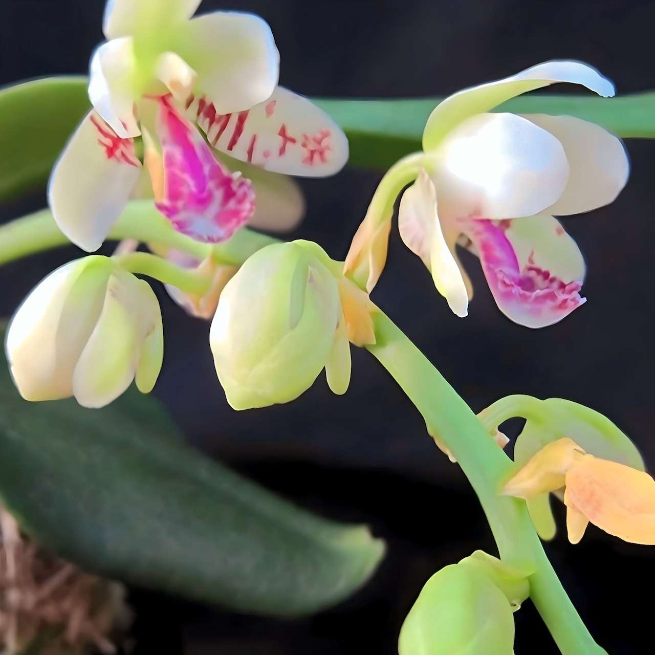 名護蘭 明丸(みんまる) | ギャラリー | 大阪府藤井寺市の園芸店ならCOCORO