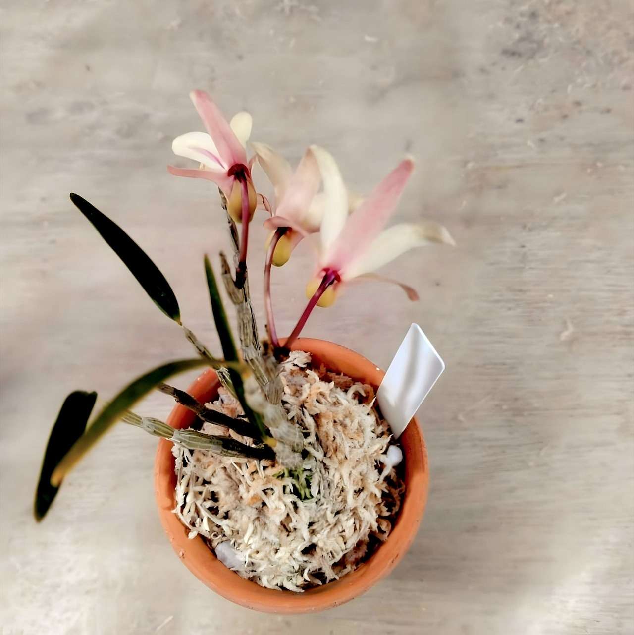 セッコク 橙華 | ギャラリー | 大阪府藤井寺市の園芸店ならCOCORO