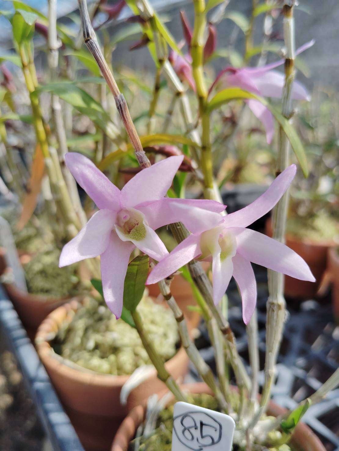 次の春へ 花後のセッコクを楽しむために | ブログ | 大阪府藤井寺市の