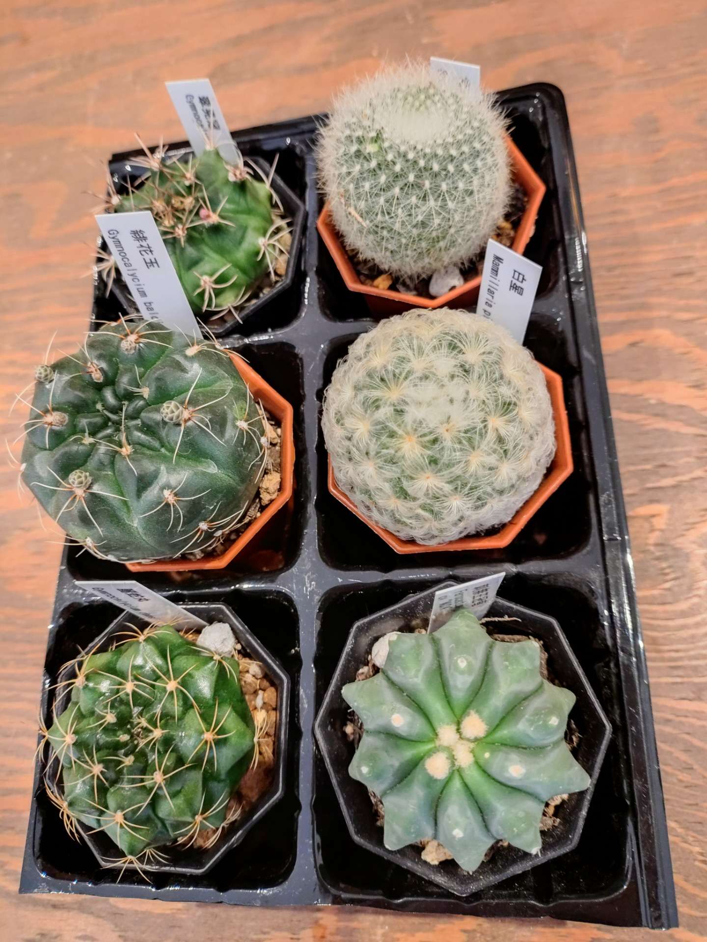サボテン　まとめて出品 サボテン6種 入荷しました。。 | ブログ | 大阪府藤井寺市の園芸店なら
