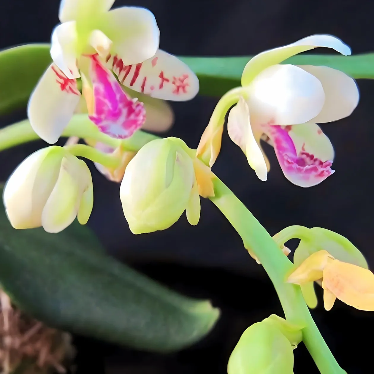観葉植物はもちろん鉢なども販売