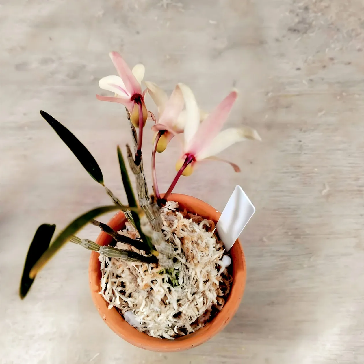 植物の扱いに関するご質問等にお答え