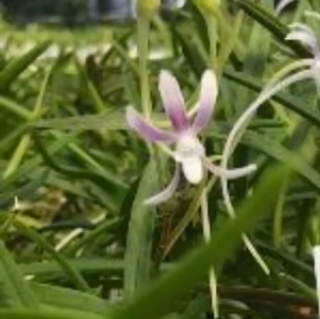 風蘭 交配選抜品種 虹花