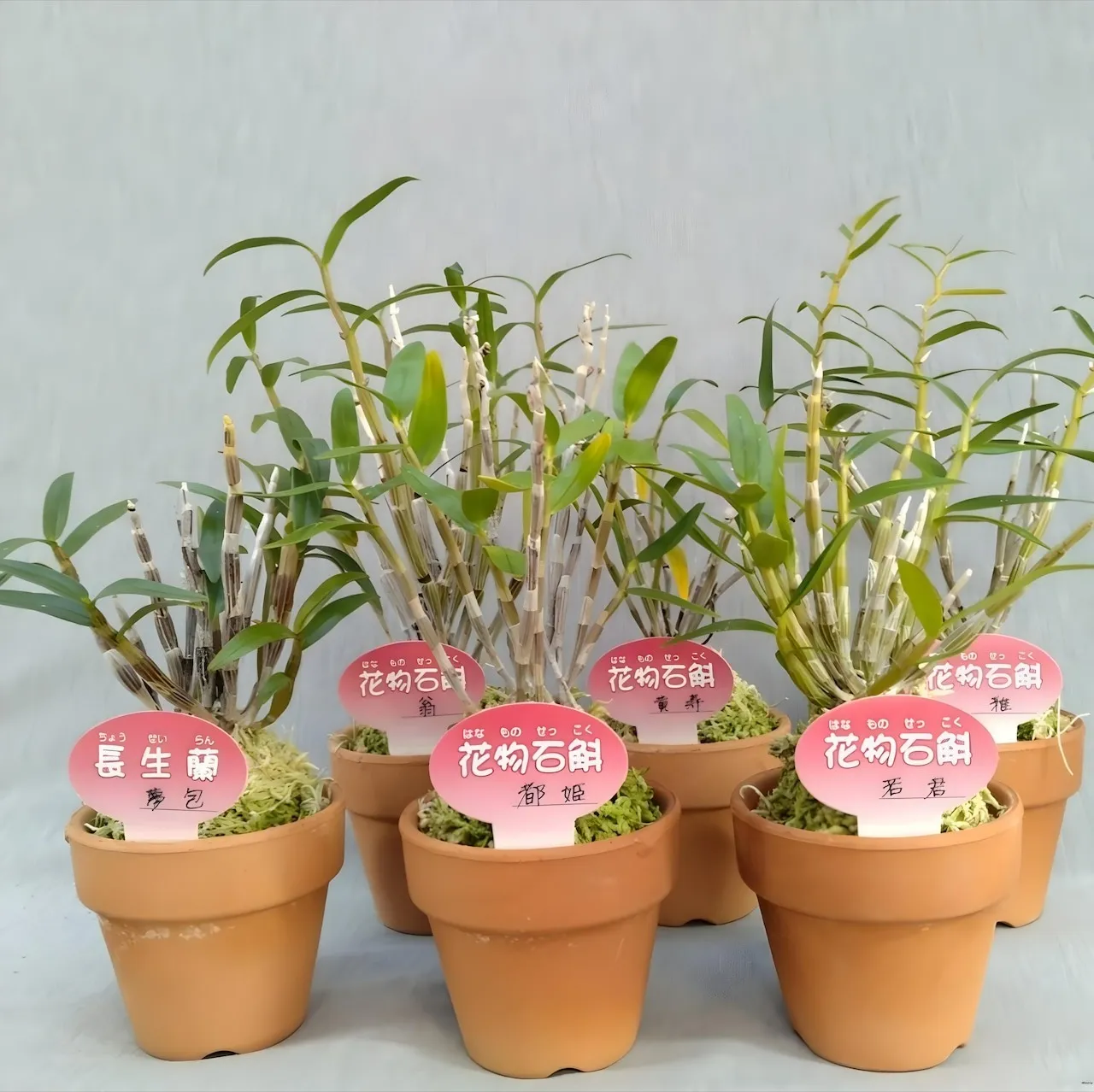 セッコク おまかせ6種セット