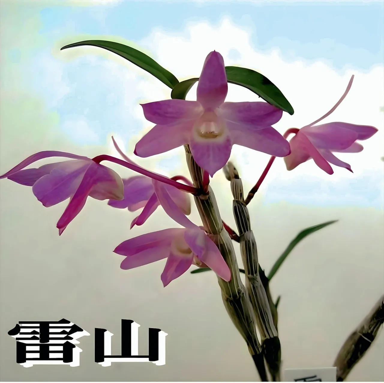 セッコク 雷山