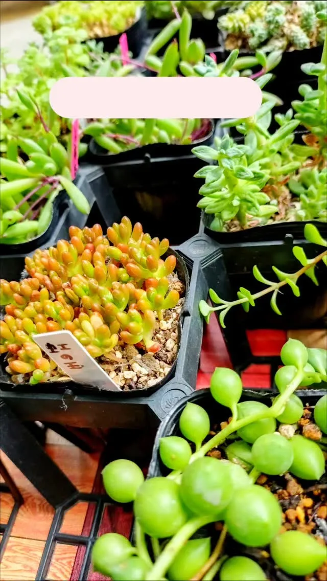多肉植物を元気に育てるポイント