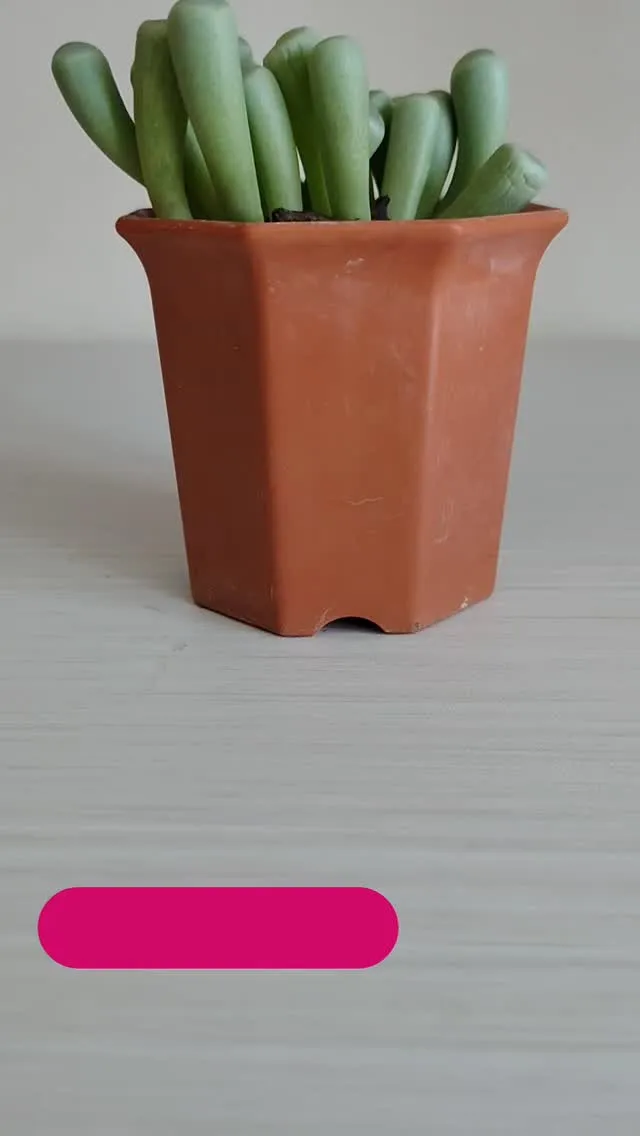 ハオルチア 万象タイプ