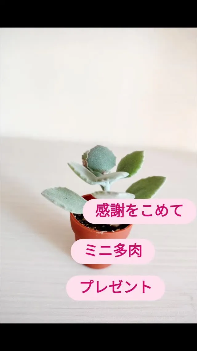 ミニ多肉プレゼント