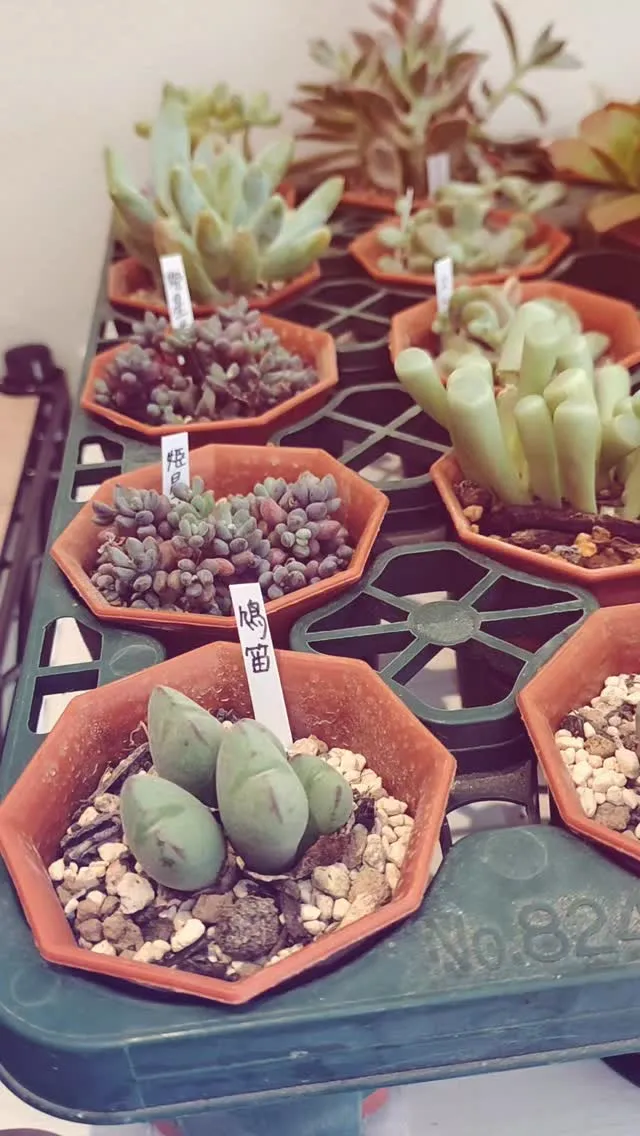多肉植物をノベルティに