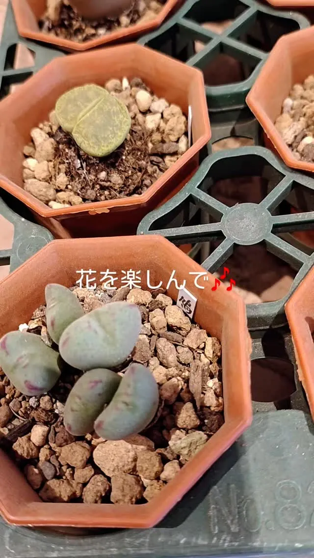 多肉の花もかわいいですよ