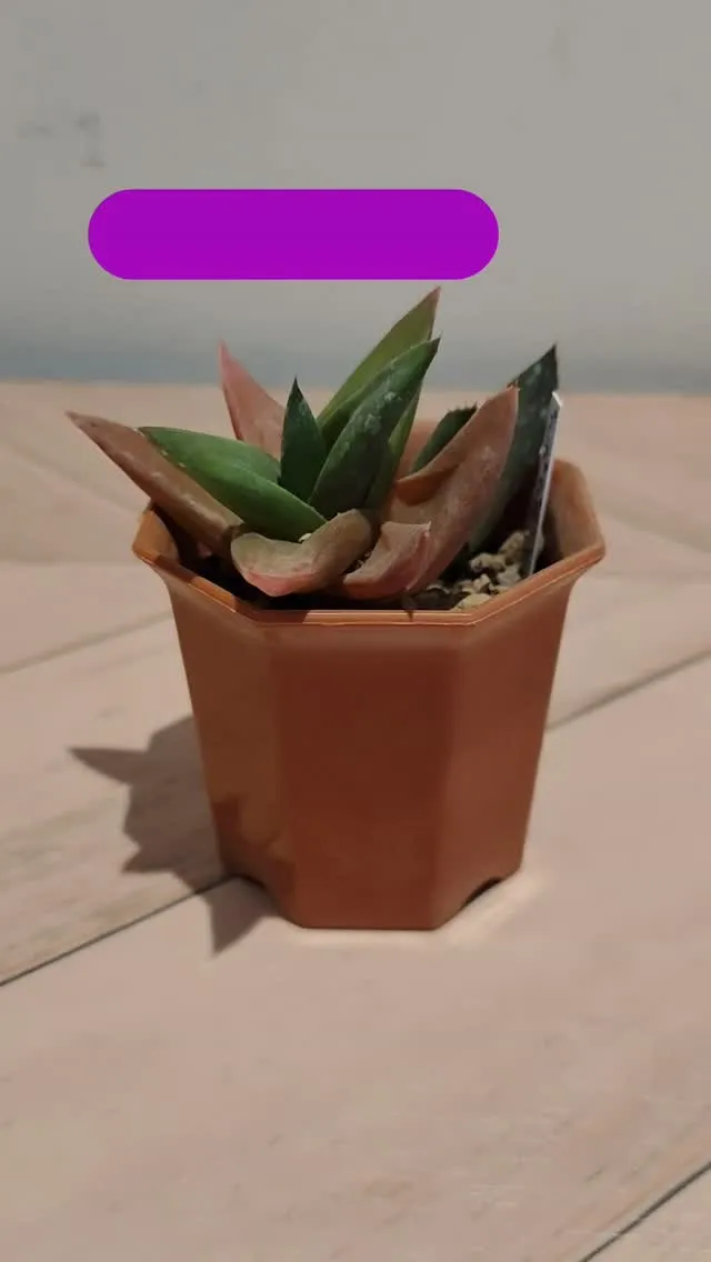 シブい多肉植物がお好きな方へ