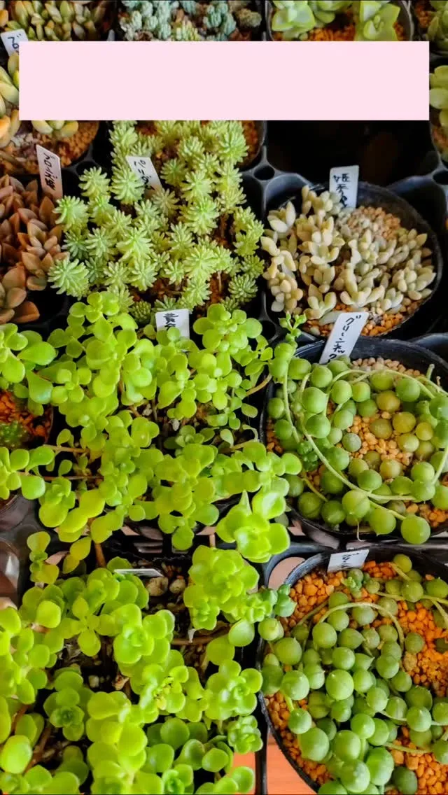 多肉植物、販売します