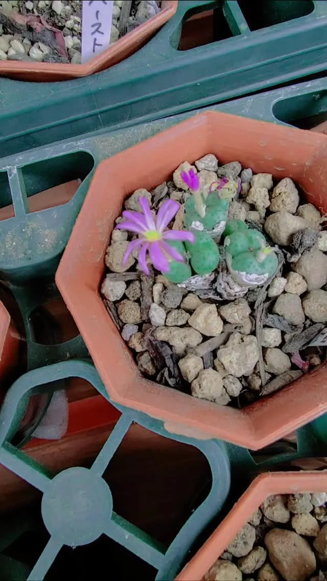 コノフィツムの花