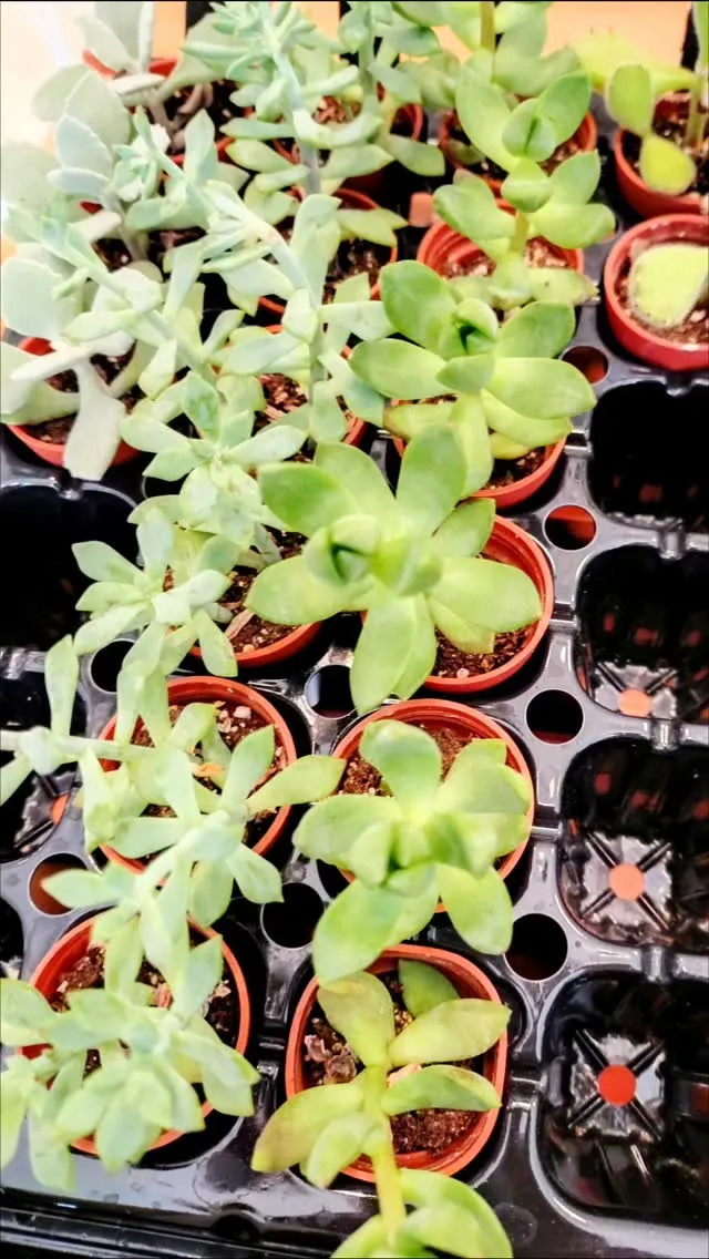 多肉植物はどこに億？