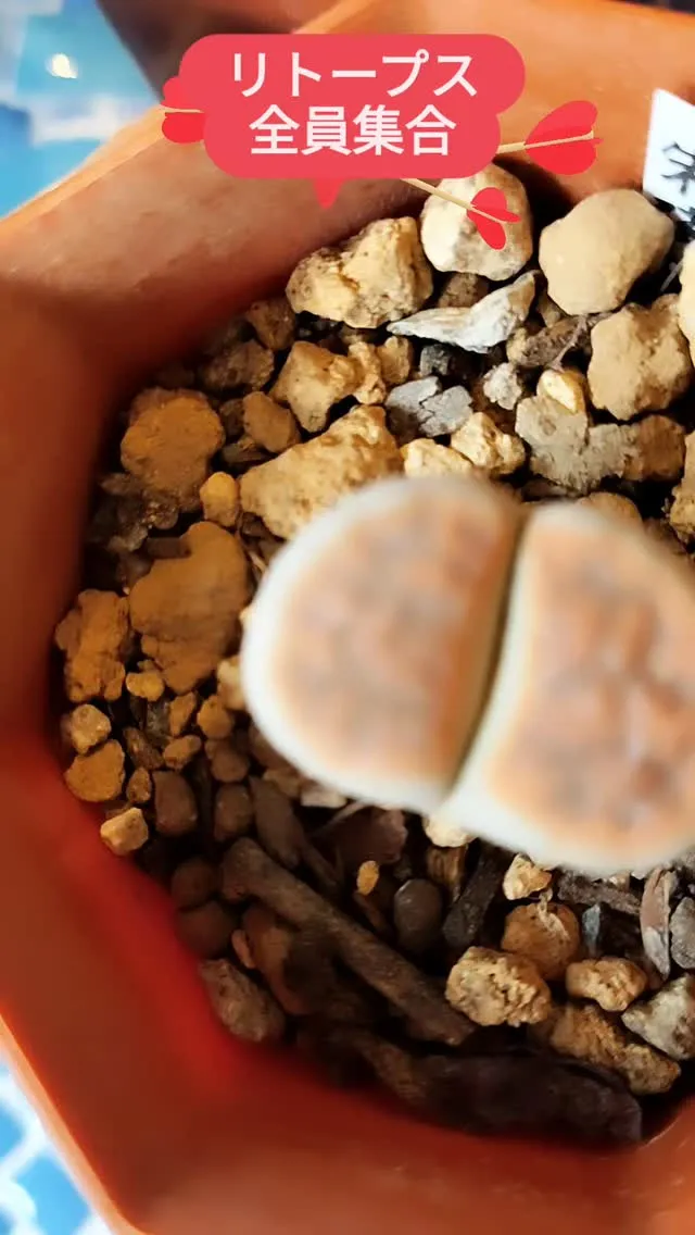 ユニークな多肉植物