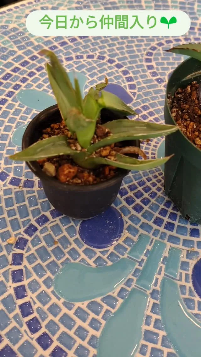 新しいお仲間 、お迎えしました