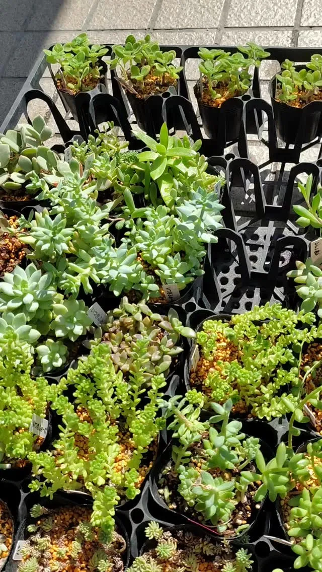 寒さが来る前に