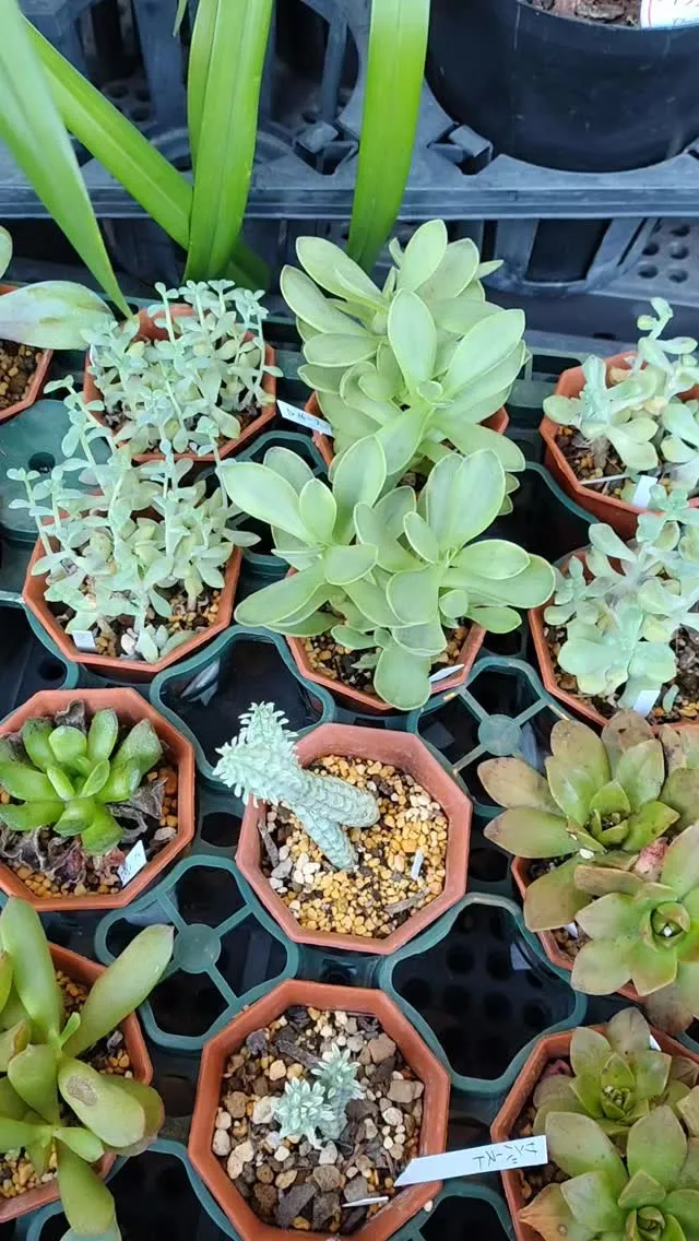 多肉植物と蘭は似ている？