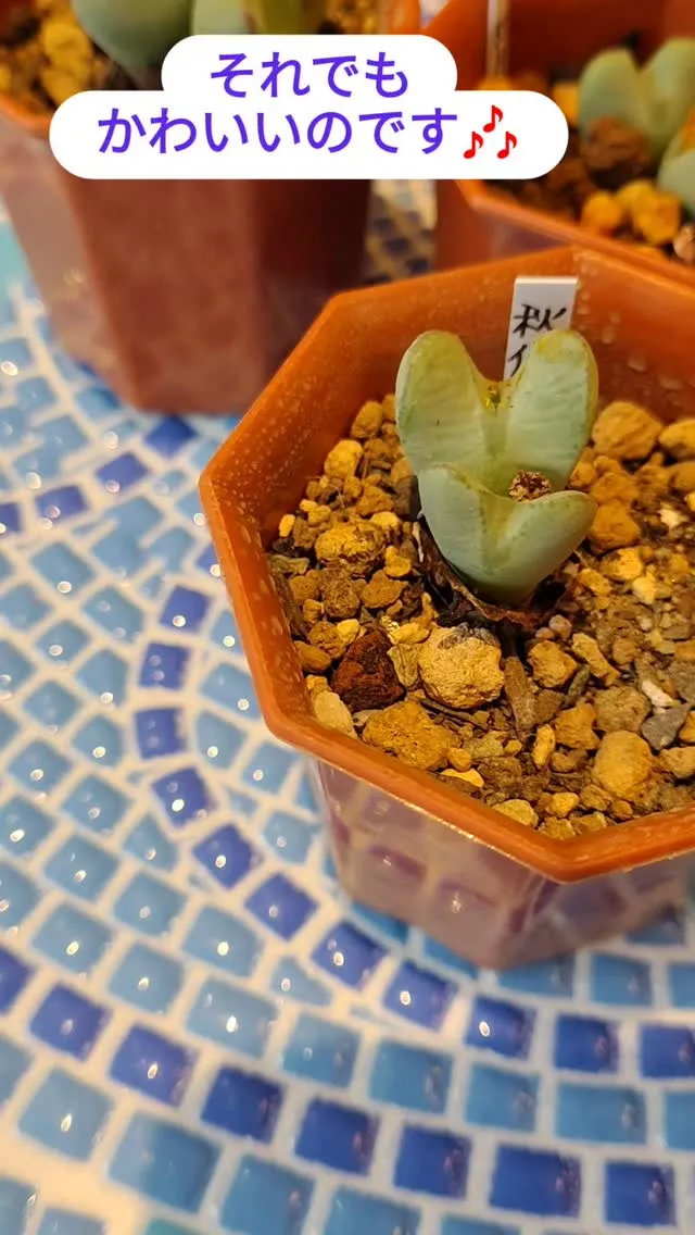 コノフィツムの魅力は変わりません