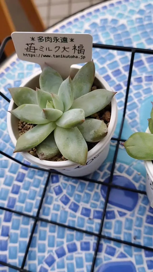 紅葉が楽しみですね