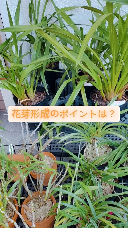 蘭の花、咲かせてみませんか？