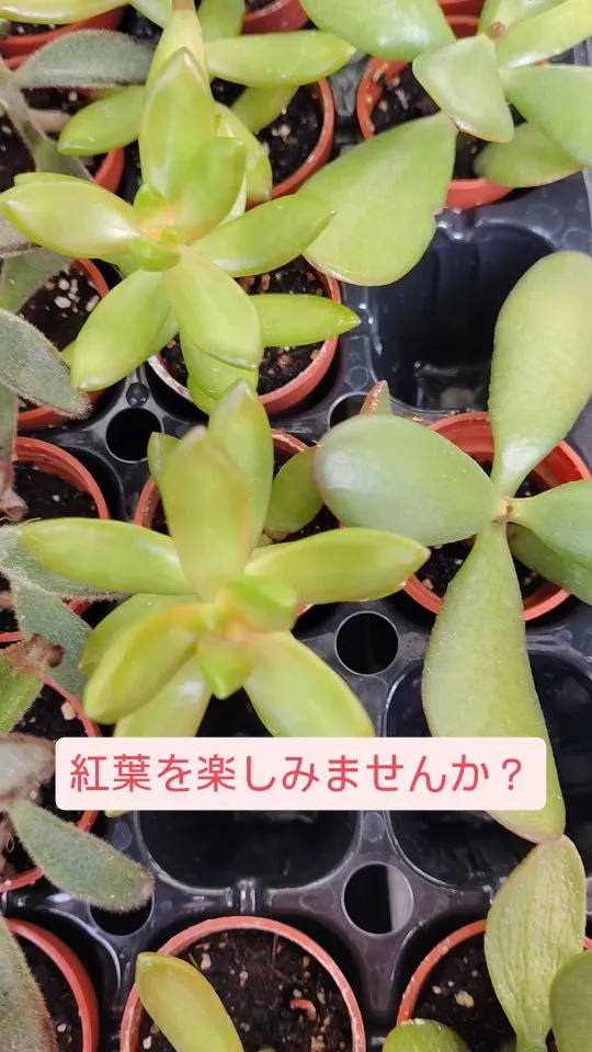 紅葉、スタートしています。