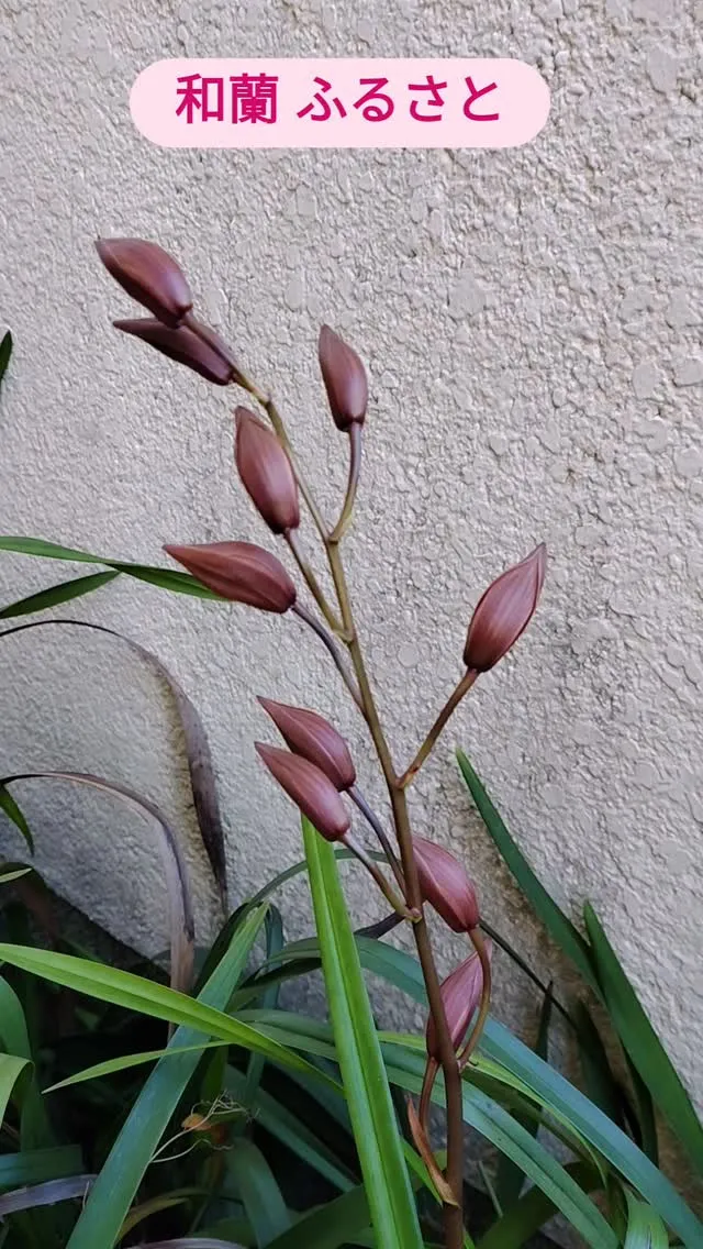 和蘭 ふるさとをご紹介します