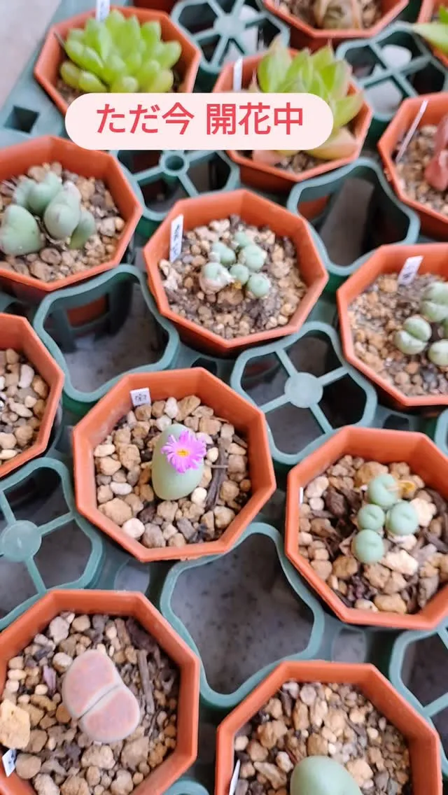 花がかわいいのです