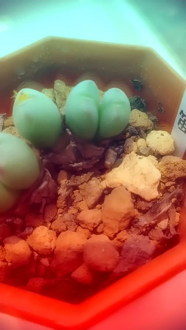 プレゼントにもおすすめです