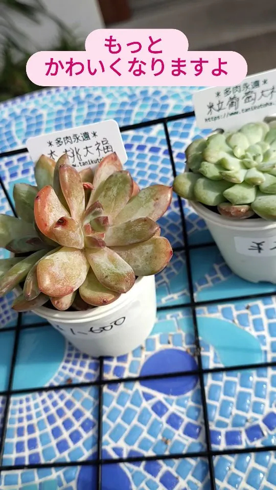 多肉永遠さんオリジナル品種 取扱中