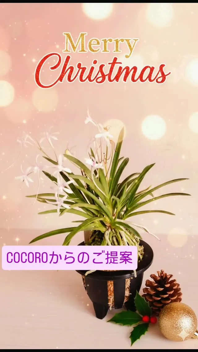 今年は『育てる楽しみ』も一緒に贈ろう