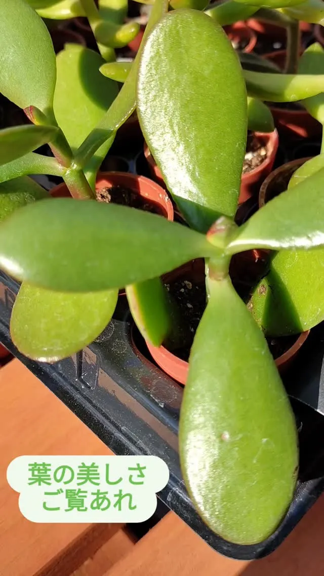 この輝きが金運パワーの由来？