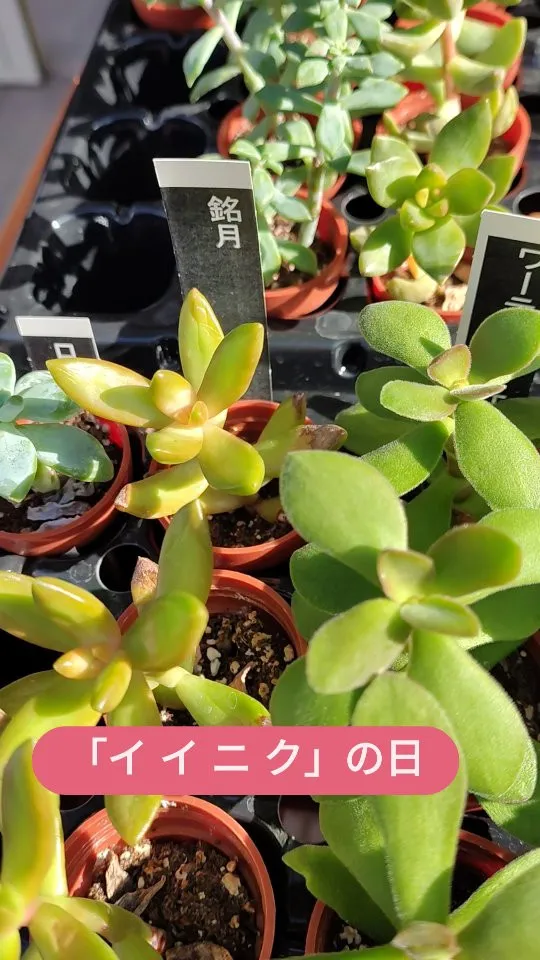 多肉ちゃんのお迎えにピッタリです