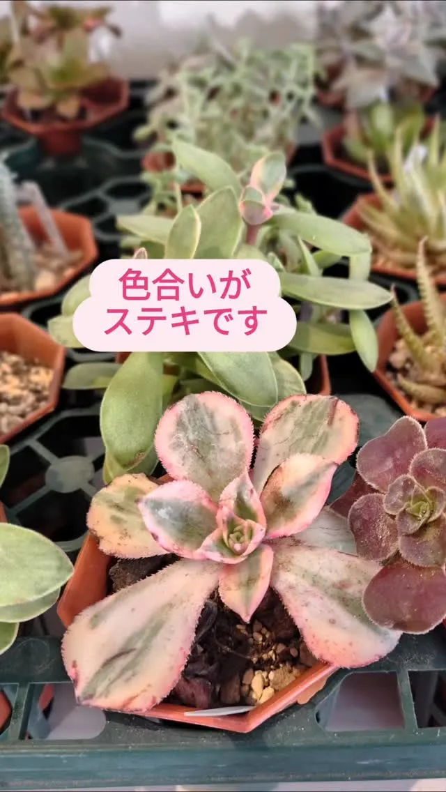 美しくなる季節です