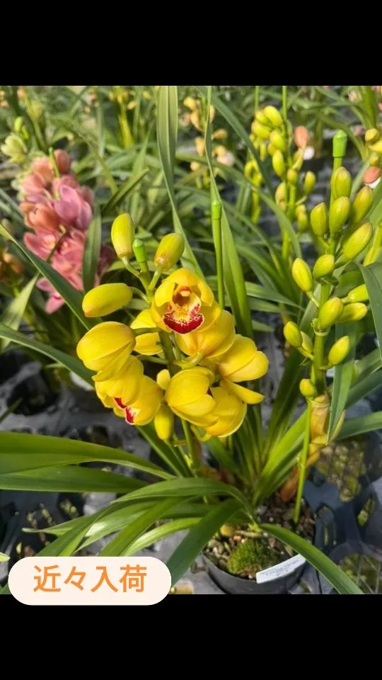 色とりどりのシンビジウム