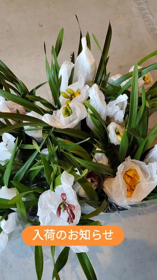 シンビジウム 入荷しました