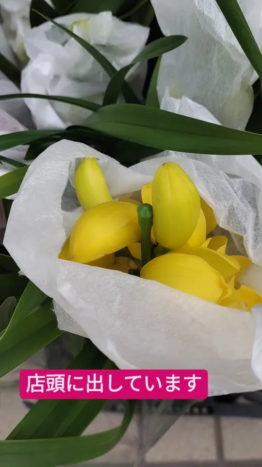 シンビジウム 楽しみませんか？