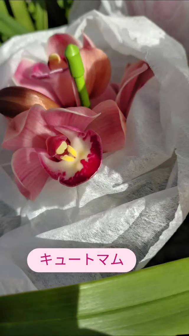 おかあさんへのプレゼントにいかがですか？