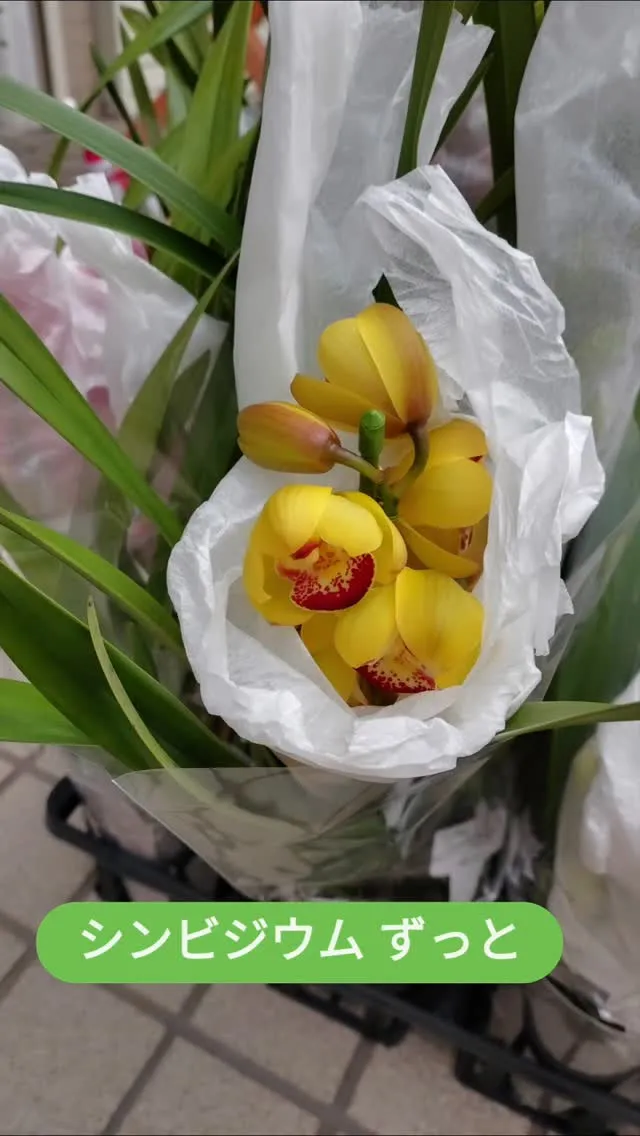 こんな色合いもあるのです