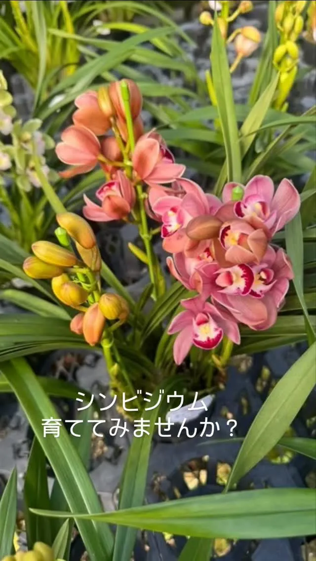 シンビジウムは育てやすい植物です