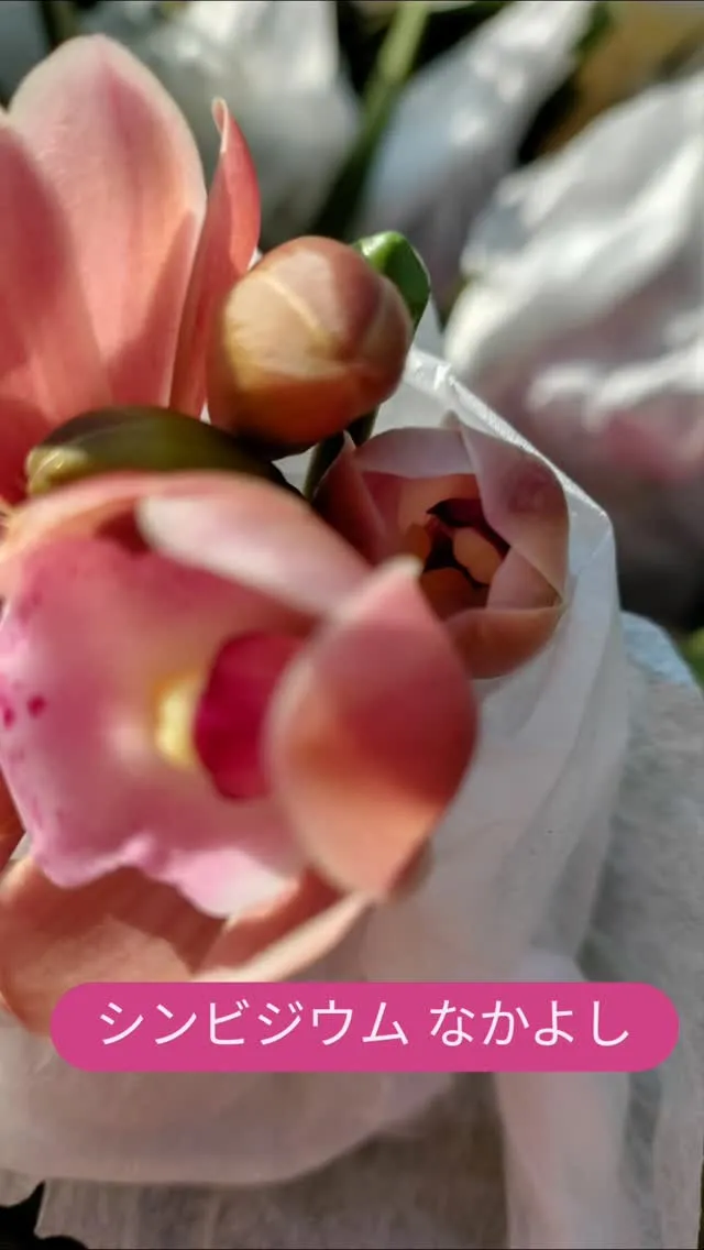 つぼみが開きました